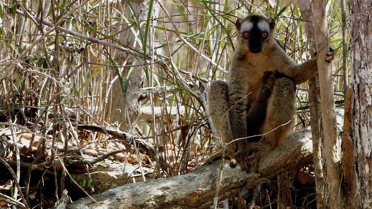 Madagascars Legendary Lemurs