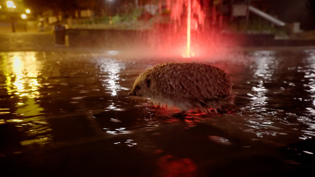 Epic Adventure of a Hedgehog