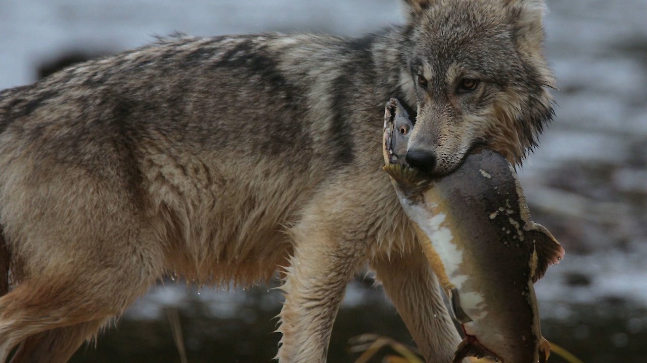 The Wolf Marine Mammal