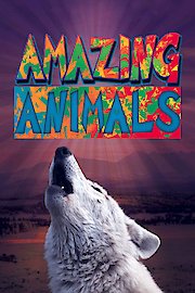Amazing Animals