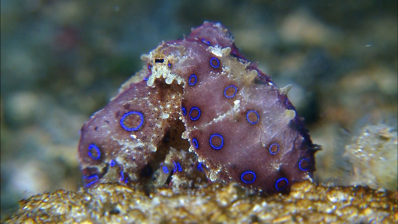 Seas Strangest Square Mile