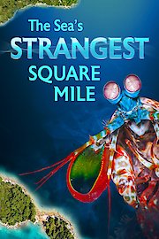Seas Strangest Square Mile