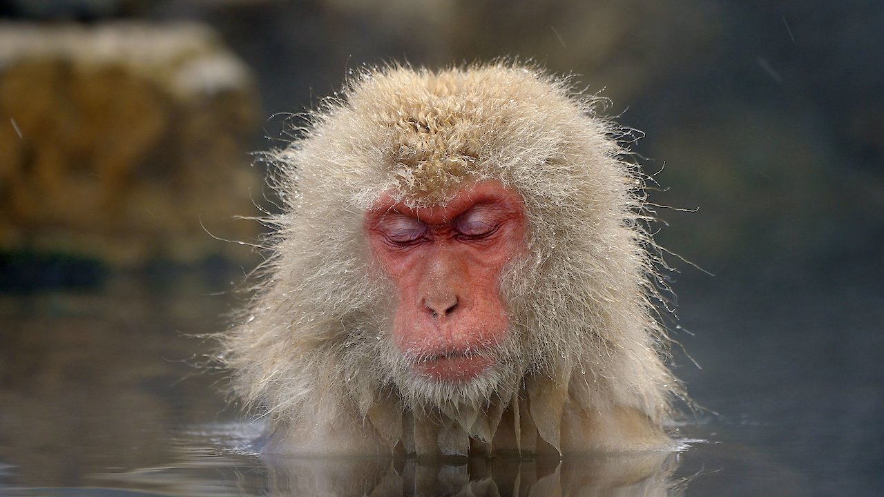 Strange Creatures of the Arctic