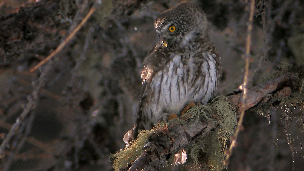 Best of Worlds Life at its Alpine Limits