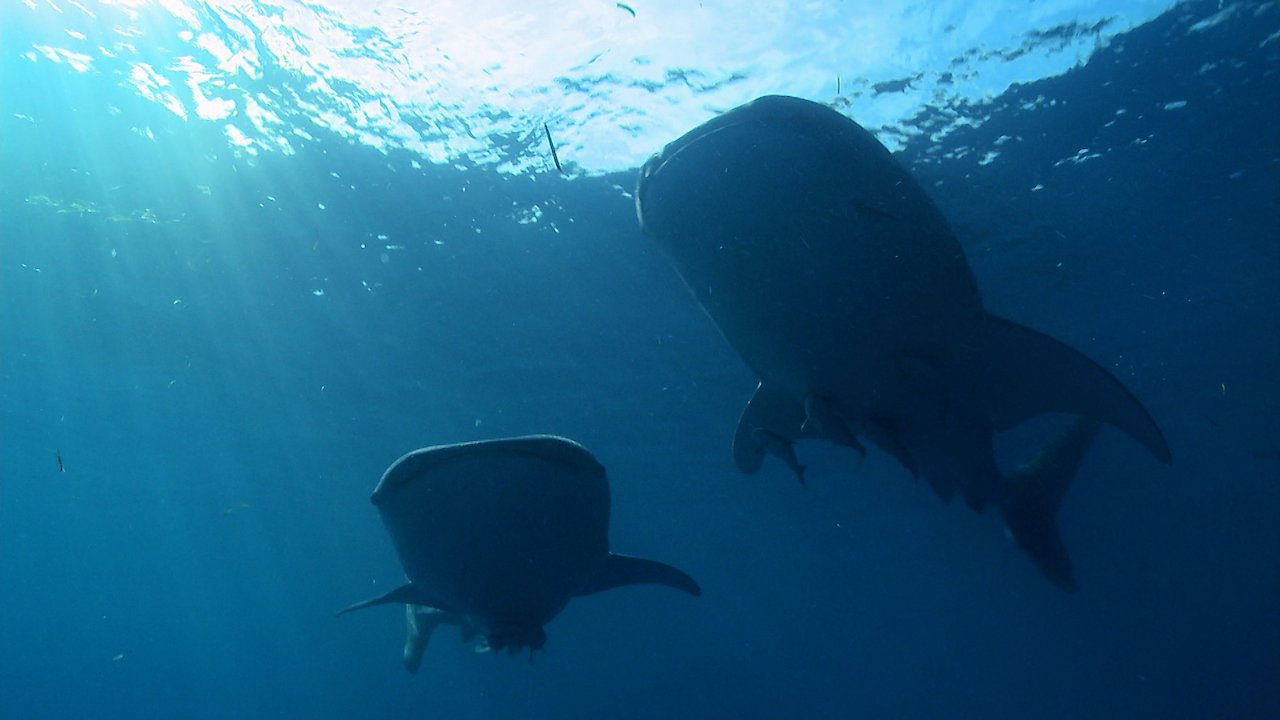 The Global Whale Shark Mystery
