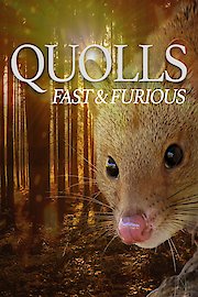 Quolls Fast Furious