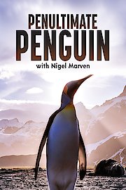 Penultimate Penguin