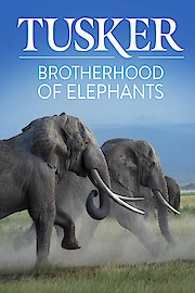 Tusker: Brotherhood of Elephants