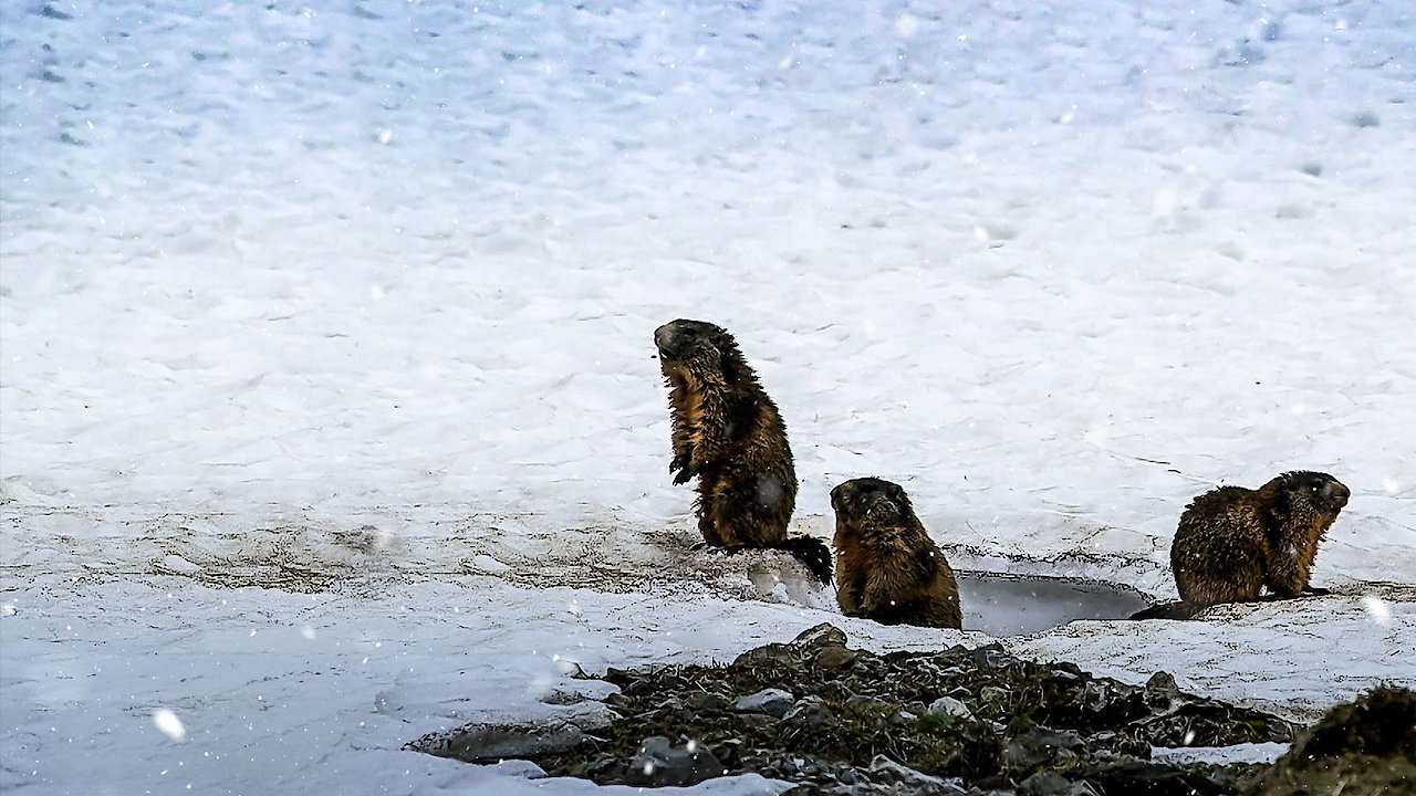 Wild Faces Of Switzerland Winter In The Swiss Alps
