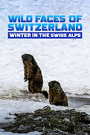 Wild Faces Of Switzerland Winter In The Swiss Alps