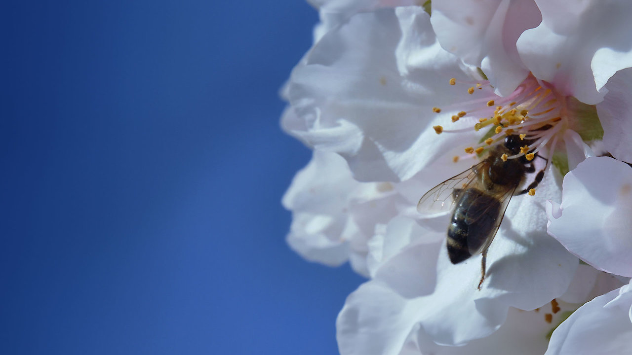 BEES THE INVISIBLE MECHANISM