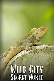 Wild City - Secret World