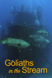 Goliaths in the Stream