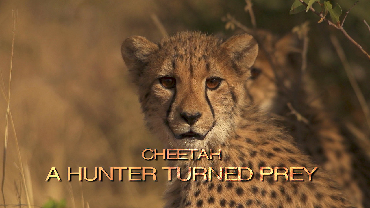 Cheetah, a hunter turned prey