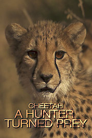 Cheetah, a hunter turned prey