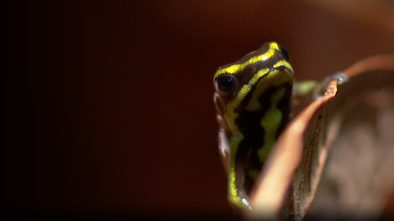 Frogs: The Thin Green Line