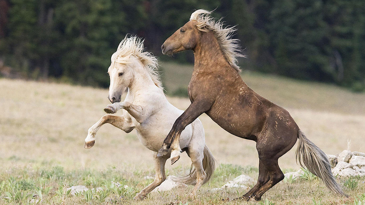 Cloud: Challenge of the Stallions