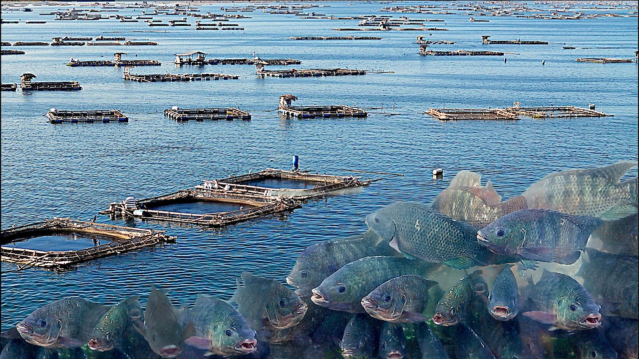 Aquaculture Tilapia