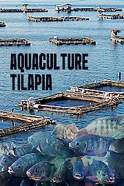 Aquaculture Tilapia