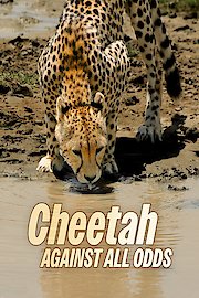 Cheetahs Against All Odds