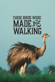 These Birds Were Made for Walking