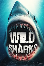 Wild Sharks