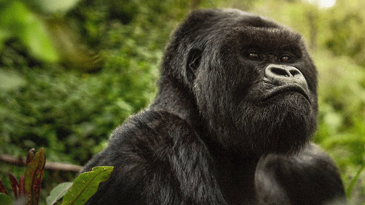 A Gorilla Story: Told by David Attenborough