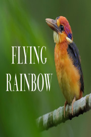 Flying Rainbow