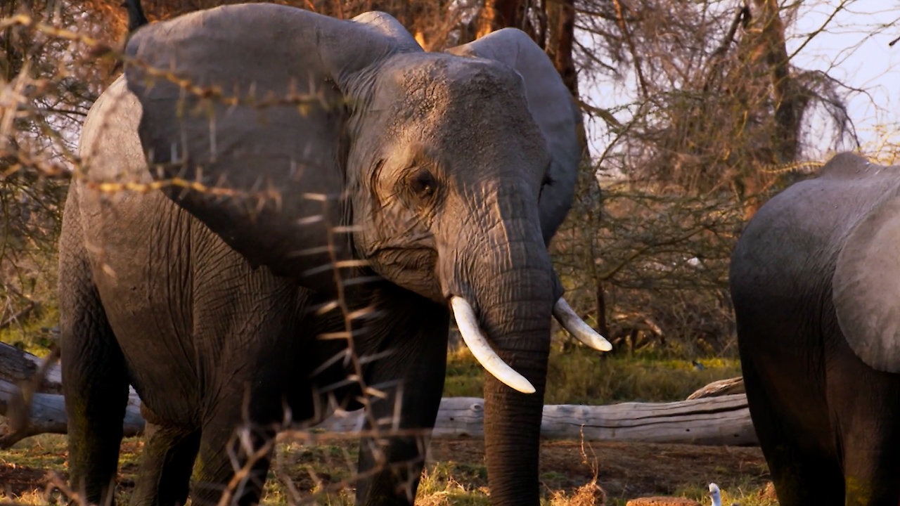 Africa's Lost Wilderness: Kenya and the Big Animals