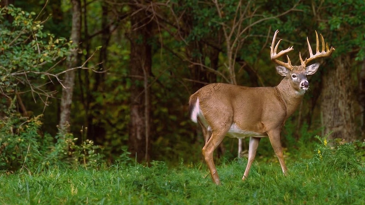 Whitetails in America