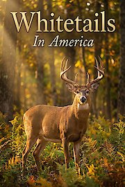Whitetails in America