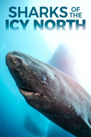Sharks of the Icy North