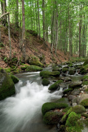 Woodland Stream