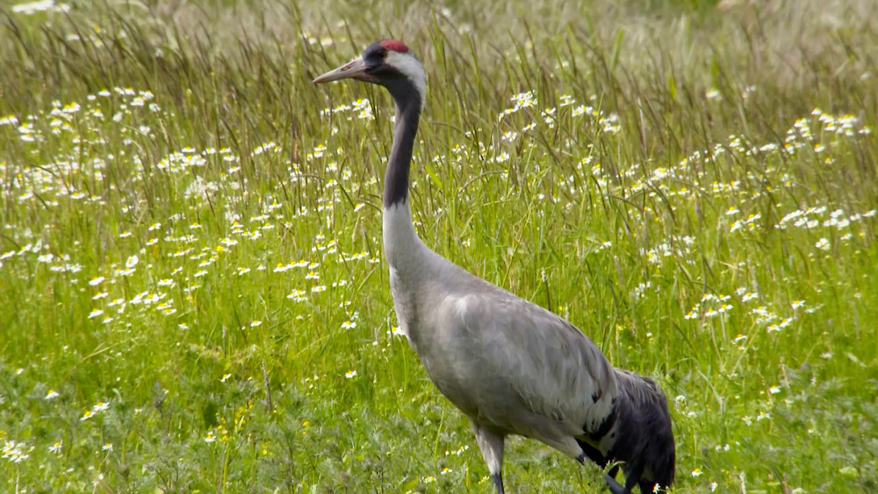 Extraordinaria Fauna y Pintoresco Paisaje Costero