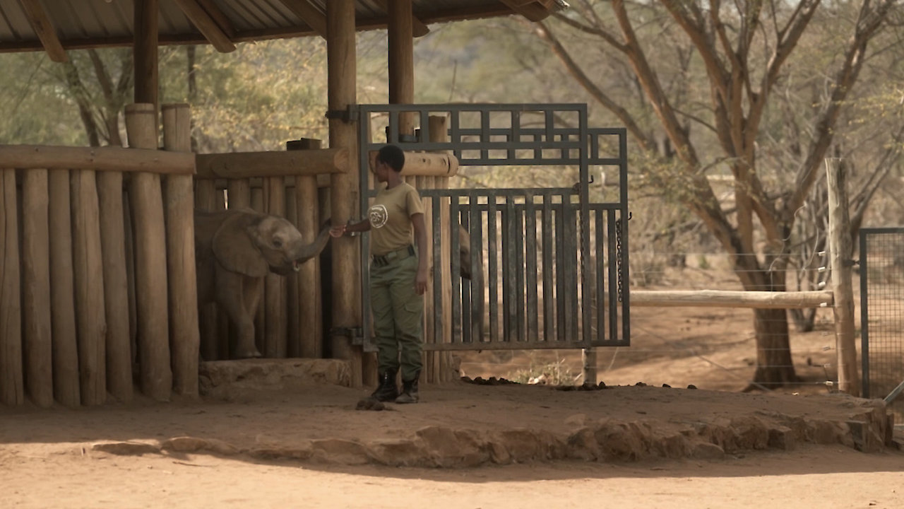 Elephant Queens