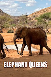 Elephant Queens