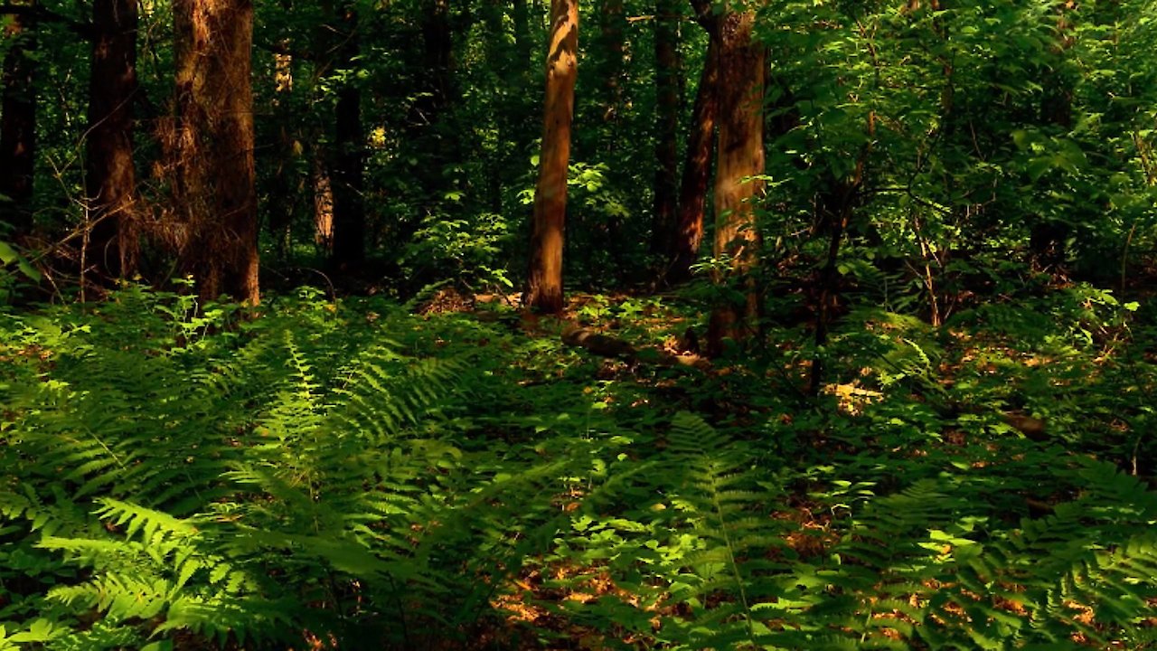 Zen Nature: Peaceful Birdsong Forest