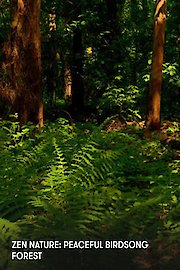Zen Nature: Peaceful Birdsong Forest