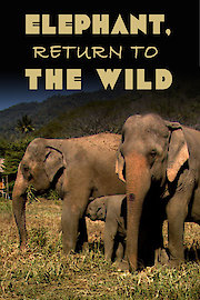 Elephant, Return to the Wild