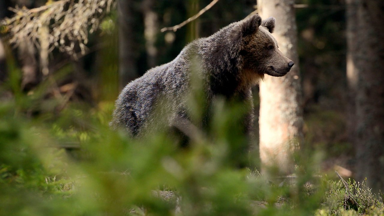 Wild Slovakia