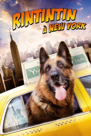 Perro Genial