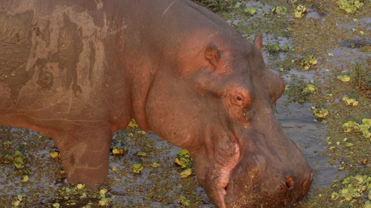 Close Up with Hippos