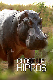 Close Up with Hippos