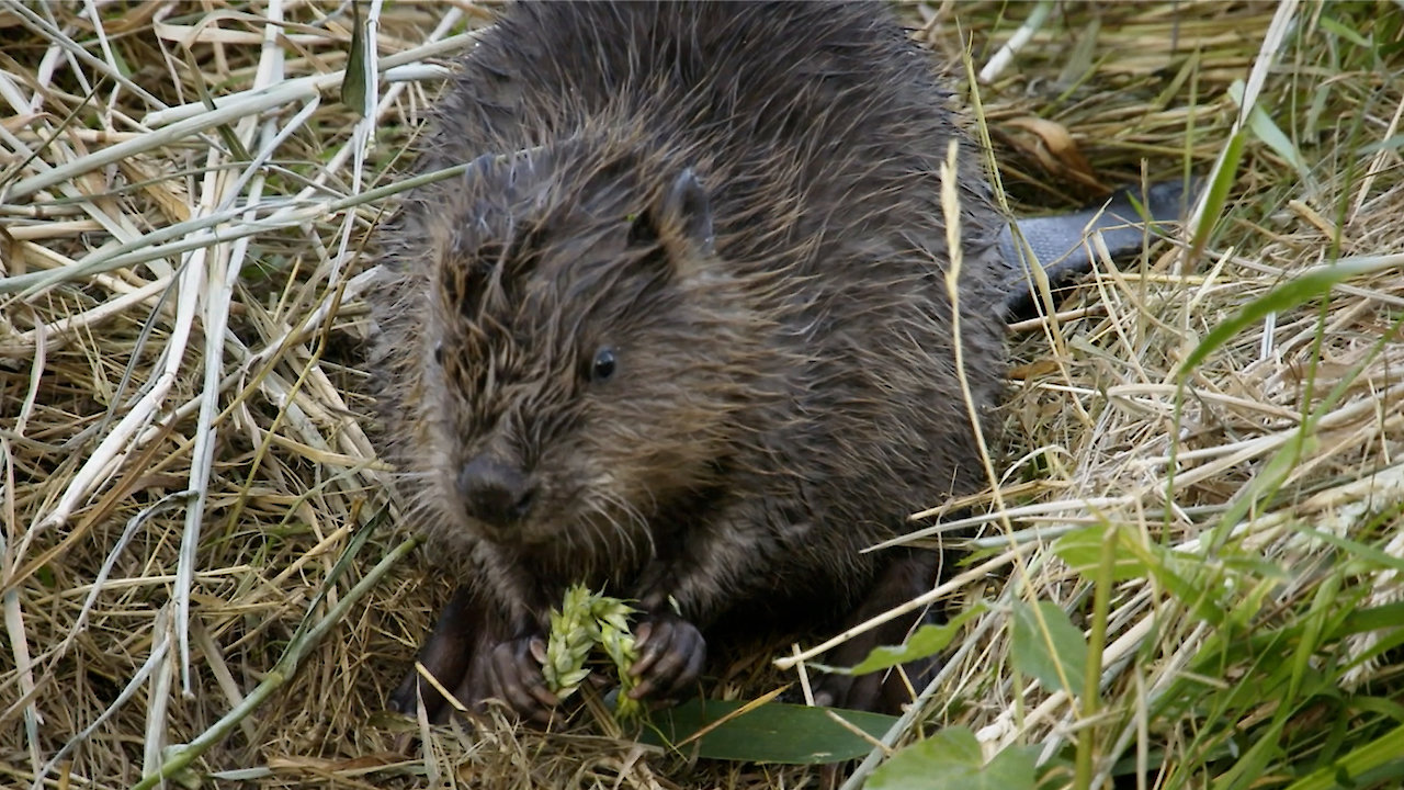 The Beavers Are Back