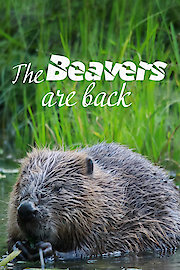 The Beavers Are Back