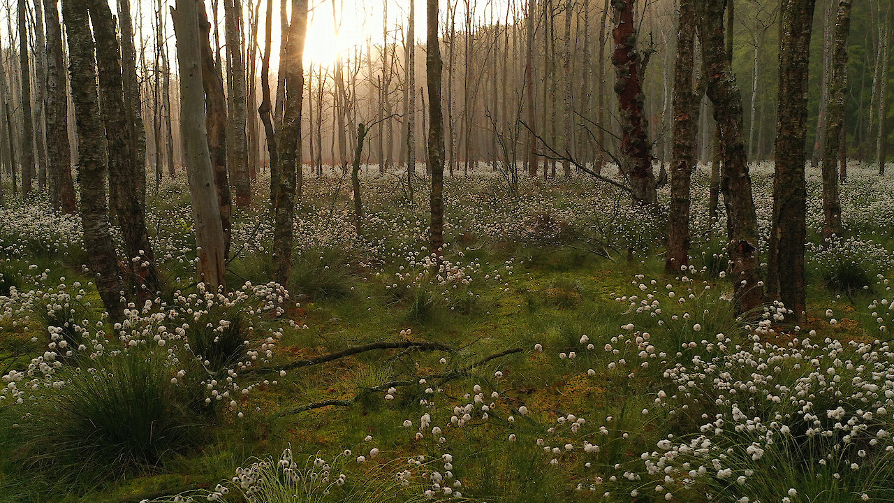 Magical Forests and Moorland