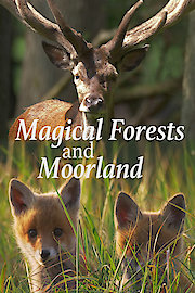 Magical Forests and Moorland