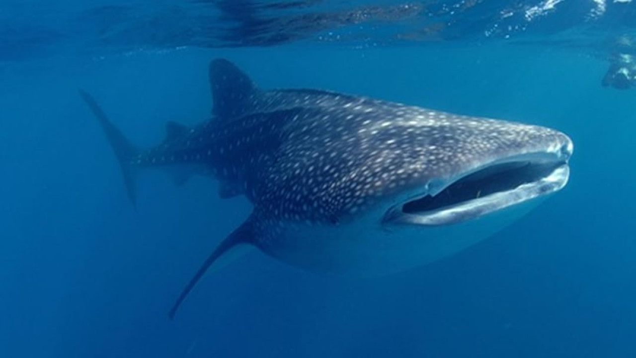Secrets of the Giant Sharks