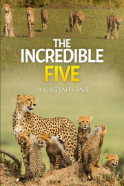 The Incredible Five - A Cheetah's Tale