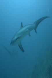 Thresher Shark: Stun to Kill